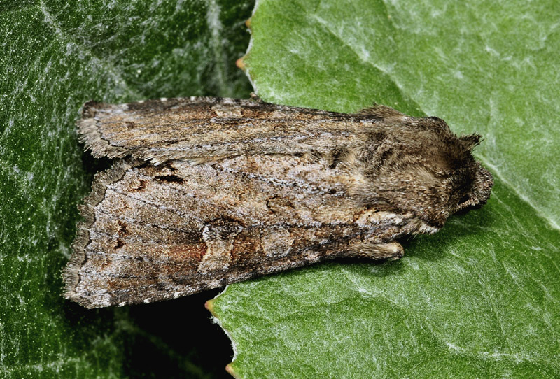 Noctuidae: Polia bombycina